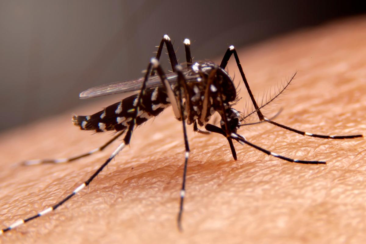 qual o sintoma da dengue: mosquito da dengue