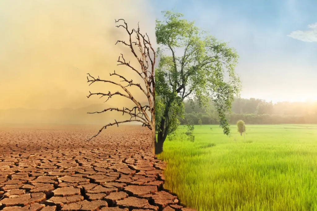 Mudança climática: Floresta ou deserto?